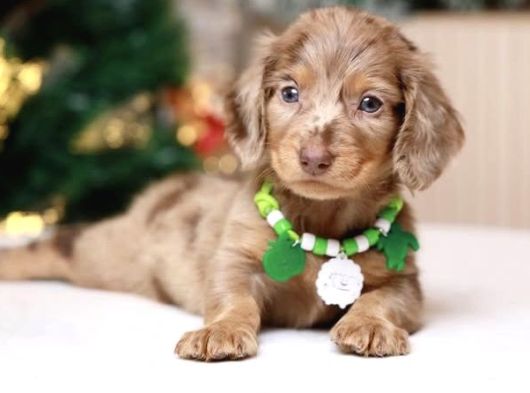 Minyatür Longhair Dachshund  Yavrular görsel