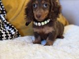 Minyatür Longhair Dachshund  Yavrular