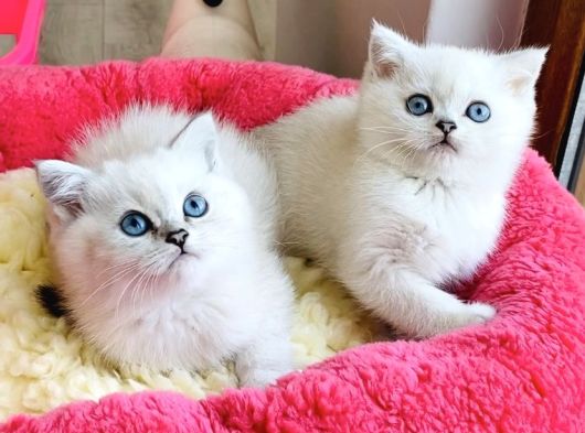 Show Kalite Ns1133 British Shorthair Bebeklerim görsel