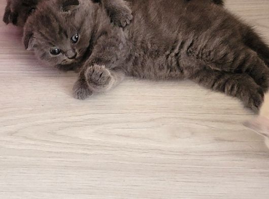 Tatlimi Tatli Top Kafa Scoti̇shler görsel