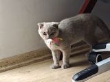 Gri Kehribar Göz Orjinal Scottish Fold