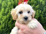 Mükemmel Maltipoo Yavrularımız