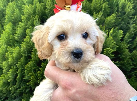 Mükemmel Maltipoo Yavrularımız görsel