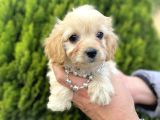 Mini Tüy Dökmez Cavapoo Yavrumuz