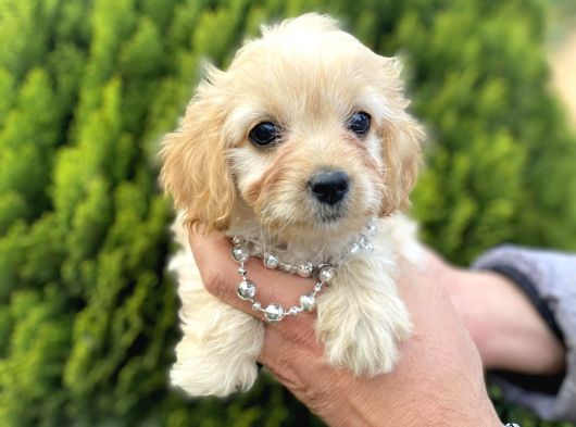 Mini Tüy Dökmez Cavapoo Yavrumuz görsel