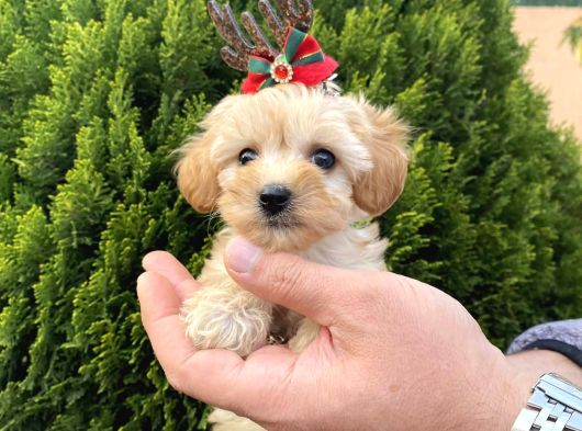 Mükemmel Maltipoo Yavrularımız