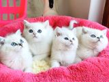 Show Kalite Ns1133 British Shorthair Bebeklerim
