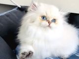 Üst Segment Goldenpoınt British Longhair Bebeklerim