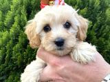 Mükemmel Maltipoo Yavrularımız