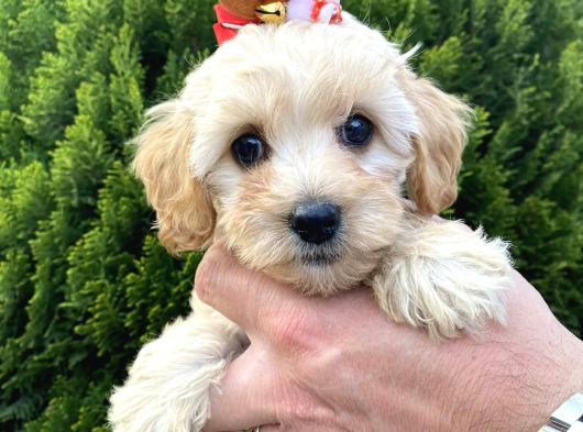 Mükemmel Maltipoo Yavrularımız görsel
