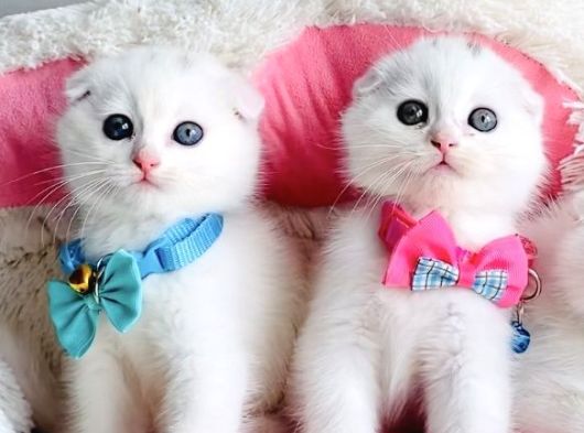 Ayı Suratlı White Scotısh Fold Bebeklerim görsel