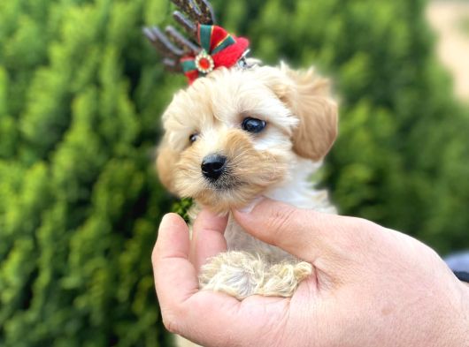 Mükemmel Maltipoo Yavrularımız görsel