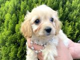 Mini Tüy Dökmez Cavapoo Yavrumuz