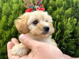 Mükemmel Maltipoo Yavrularımız