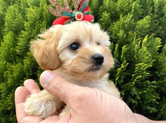 Mükemmel Maltipoo Yavrularımız görsel