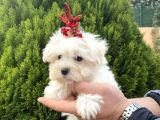 Teacup Ve Standart Maltese Yavrularımız
