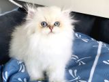 Üst segment goldenpoınt british longhair bebeklerim