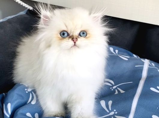 Üst Segment Goldenpoınt British Longhair Bebeklerim