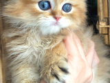 Safkan British Longhair