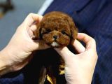 Toy Poodle Bebekleri̇mi̇z Uygun Bütçeli̇