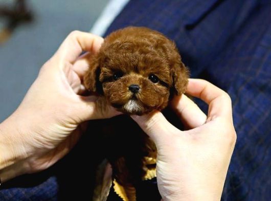 Toy Poodle Bebekleri̇mi̇z Uygun Bütçeli̇ görsel