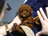 Toy Poodle Bebekleri̇mi̇z Uygun Bütçeli̇