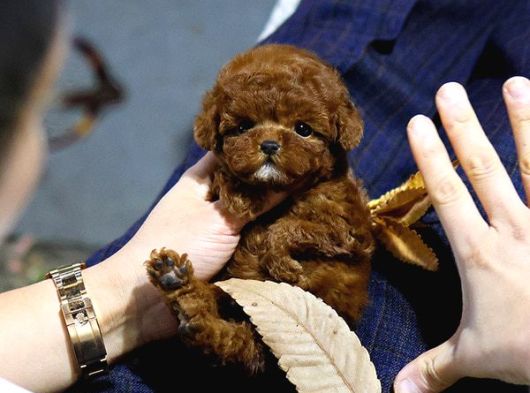 Toy Poodle Bebekleri̇mi̇z Uygun Bütçeli̇ görsel