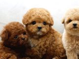 TOY POODLE BEBEKLERİMİZ UYGUN BÜTÇELİ