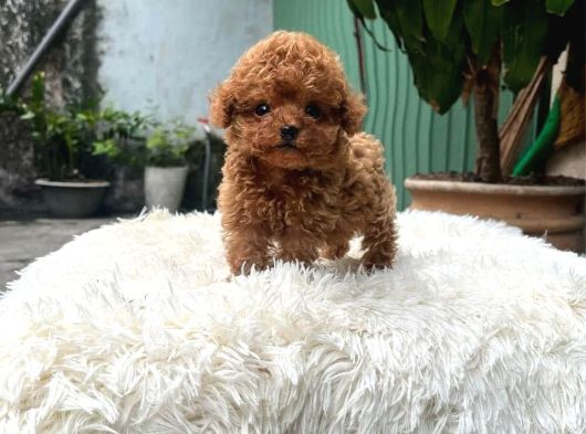 Star Toy Poodle Bebekleri̇m görsel
