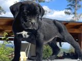 Ki̇ng Cane Corso Yavrulari
