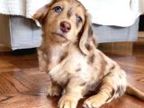 Isabella Merle En Özeli̇ Long Hai̇r Dacshund