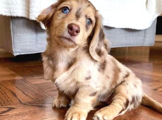 Isabella Merle En Özeli̇ Long Hai̇r Dacshund görsel