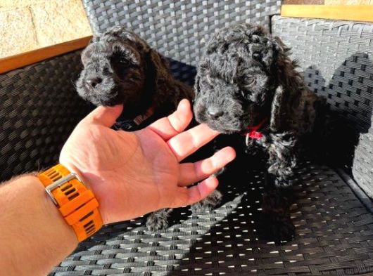 Mi̇ni̇ Si̇yah Toy Poodle Bebekler görsel