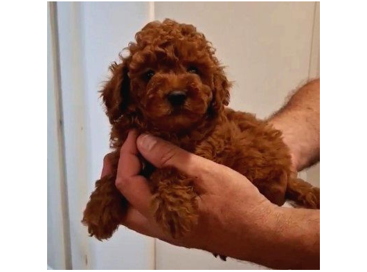Toy Poodle Yavrularimiz