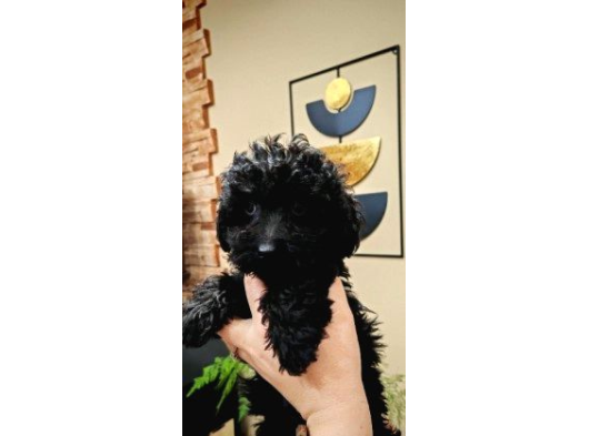 Mi̇ni̇ Si̇yah Toy Poodle Bebekler görsel