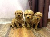 Toy Poodle Yavrularimiz