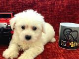 Muhteşem Maltese Bebekler