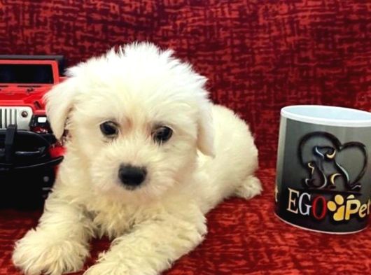 Muhteşem Maltese Bebekler görsel