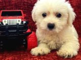 Muhteşem Maltese Bebekler