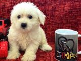 Muhteşem Maltese Bebekler