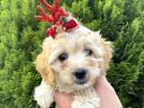 Mükemmel Maltipoo Yavrularımız