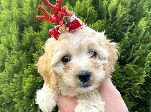 Mükemmel Maltipoo Yavrularımız görsel