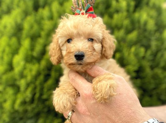Secereli Red Brown Babadan Toy Poodle Yavrularımız görsel