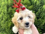 Mükemmel Maltipoo Yavrularımız