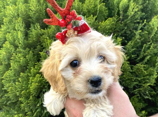 Mükemmel Maltipoo Yavrularımız görsel