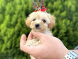 Mükemmel Maltipoo Yavrularımız