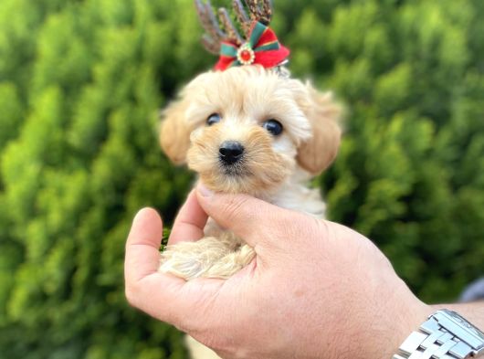 Mükemmel Maltipoo Yavrularımız görsel
