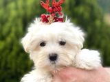 Teacup Ve Standart Maltese Yavrularımız