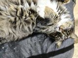 Maine Coon Kedi