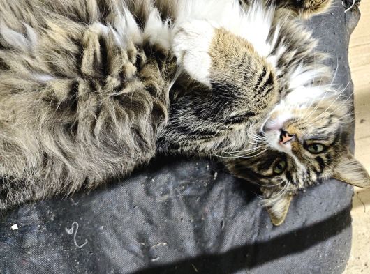 Maine Coon Kedi görsel